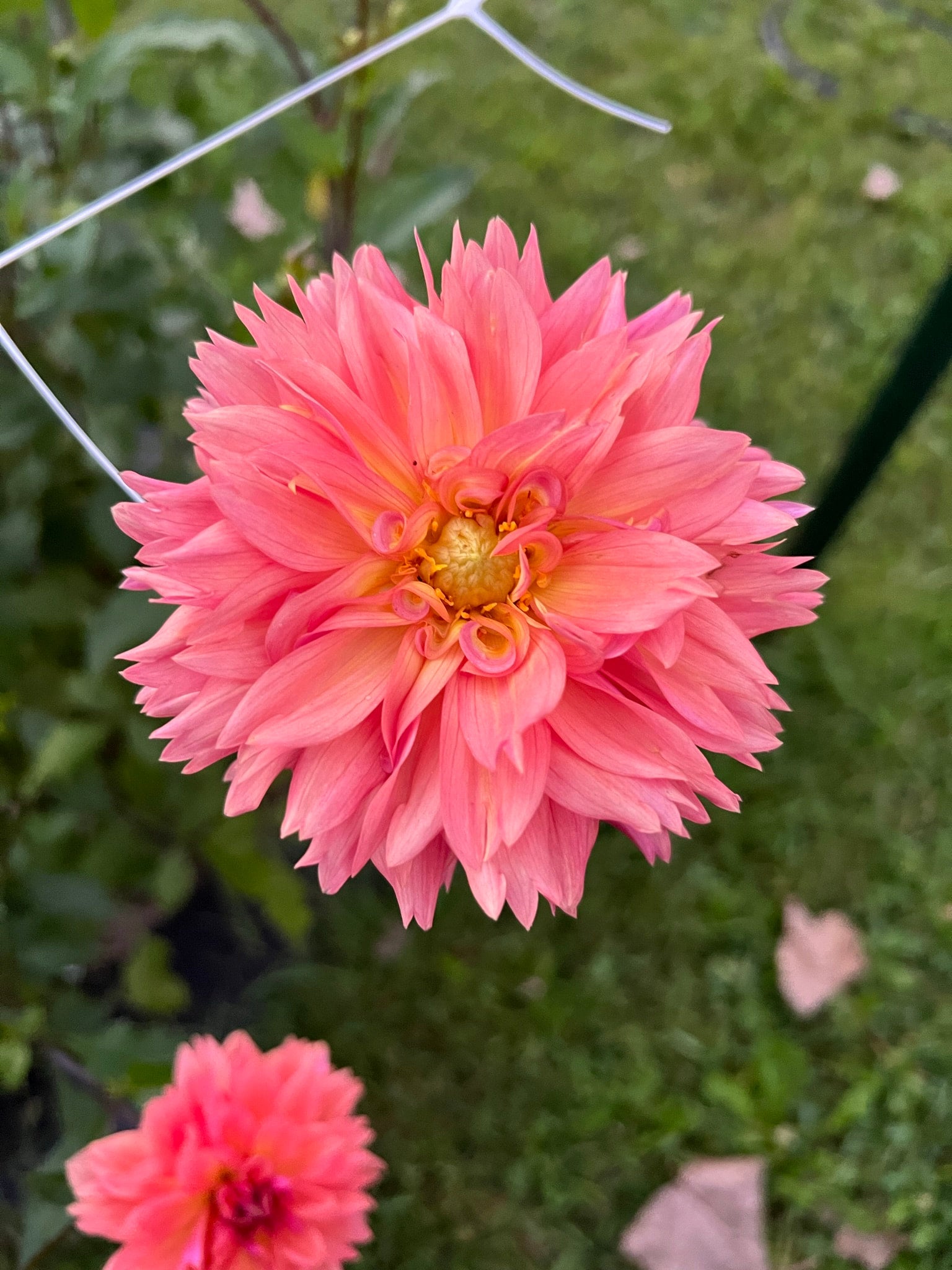 Smokee Gal dahlia tubers | The Ever Lea | a flower farm