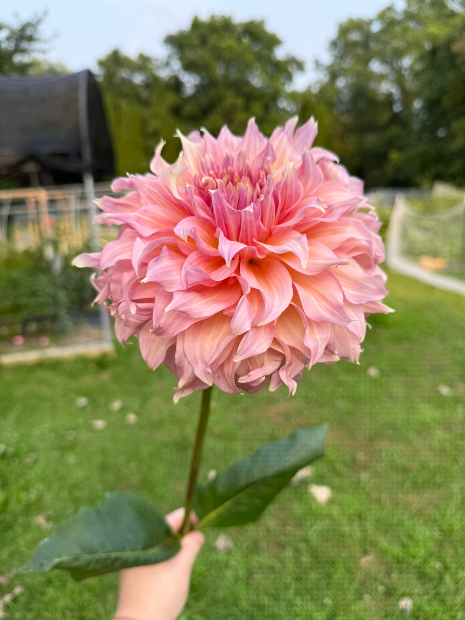 Summer Rain (LIMIT ONE) | The Ever Lea | a flower farm