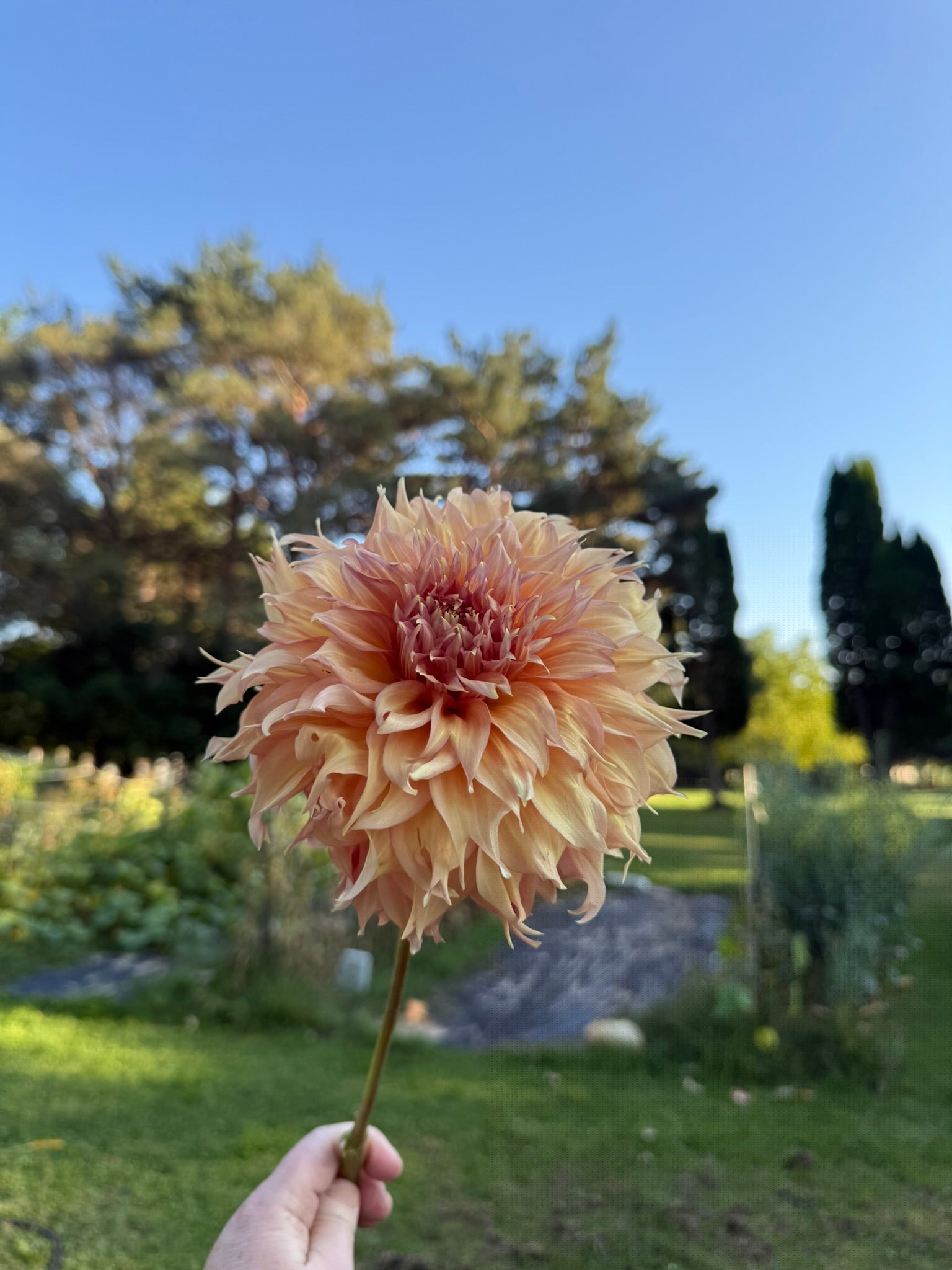 Summer Rain (LIMIT ONE) | The Ever Lea | a flower farm