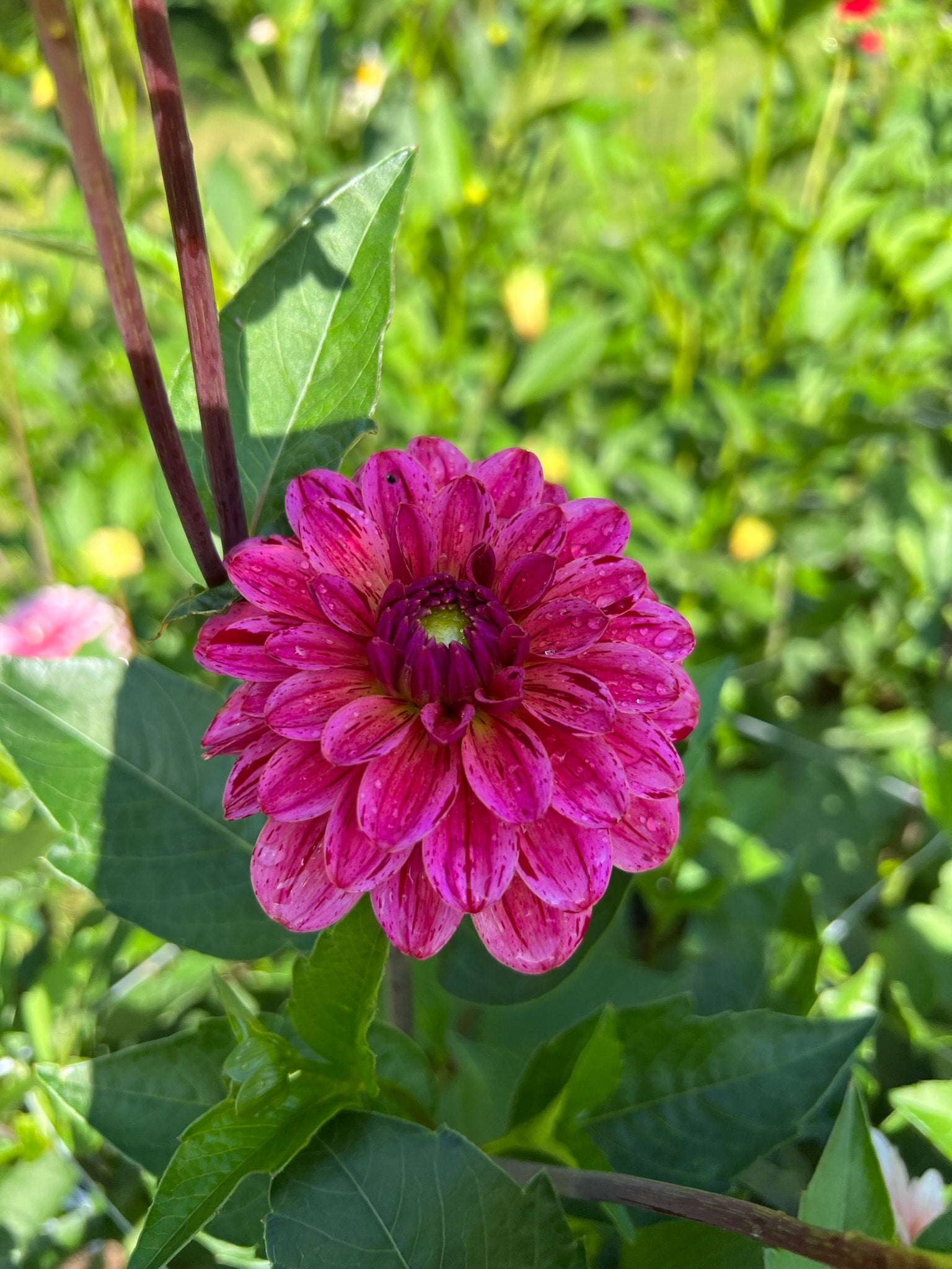 Strawberry n Cream dahlia tubers | The Ever Lea | a flower farm