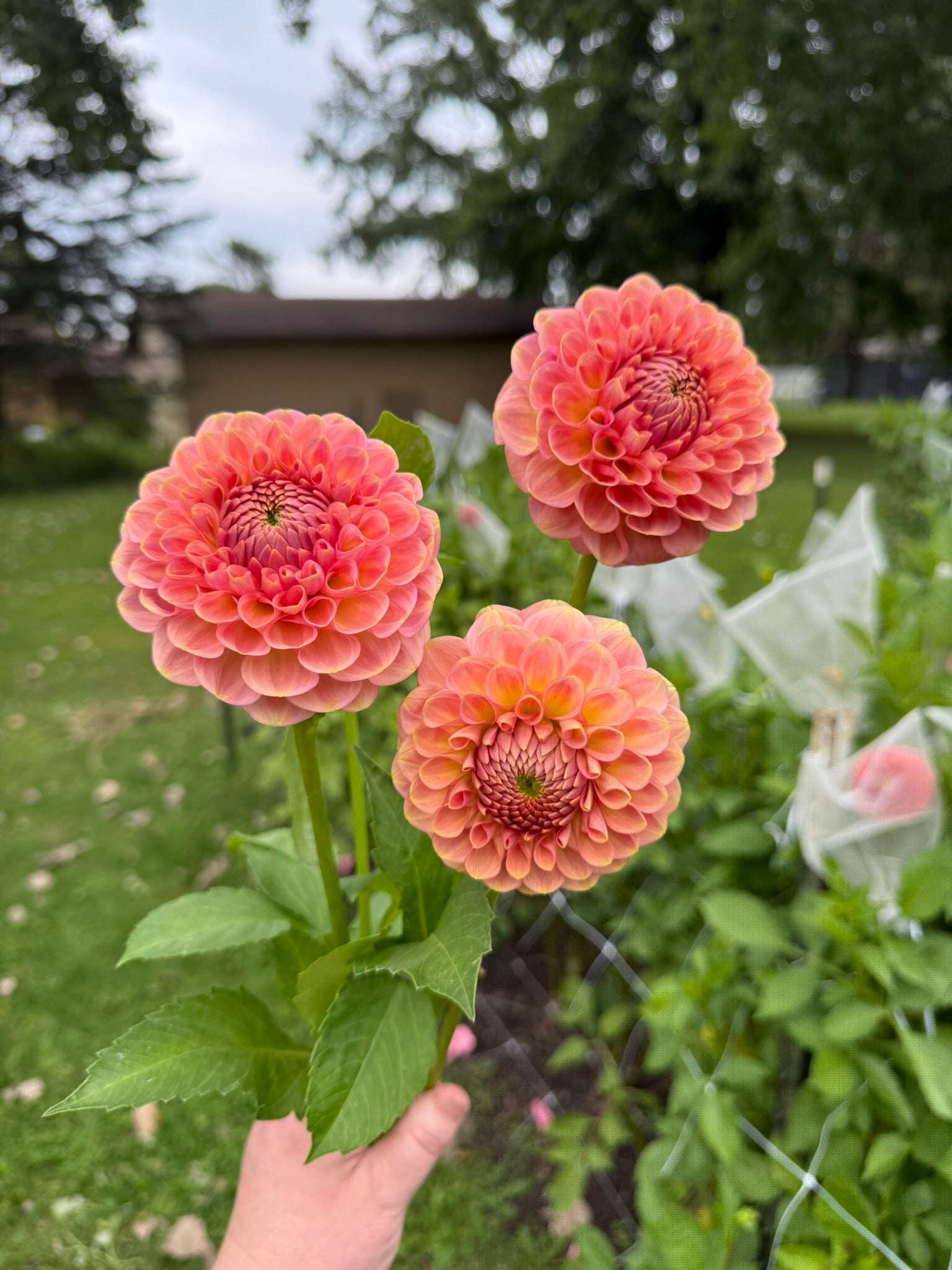 20th Ave Softer Peach dahlia | The Ever Lea | a flower farm