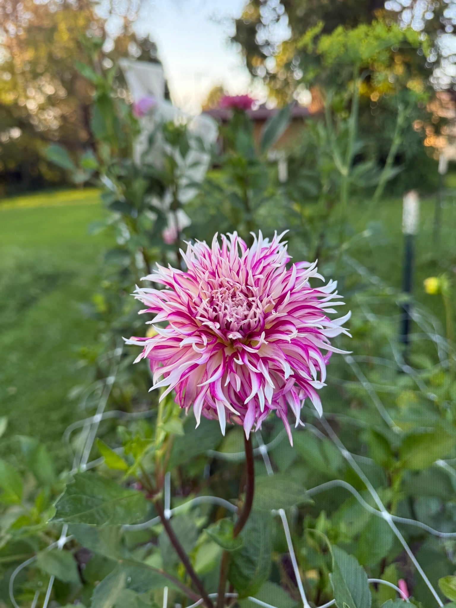 Tahoma Tempest | The Ever Lea | a flower farm