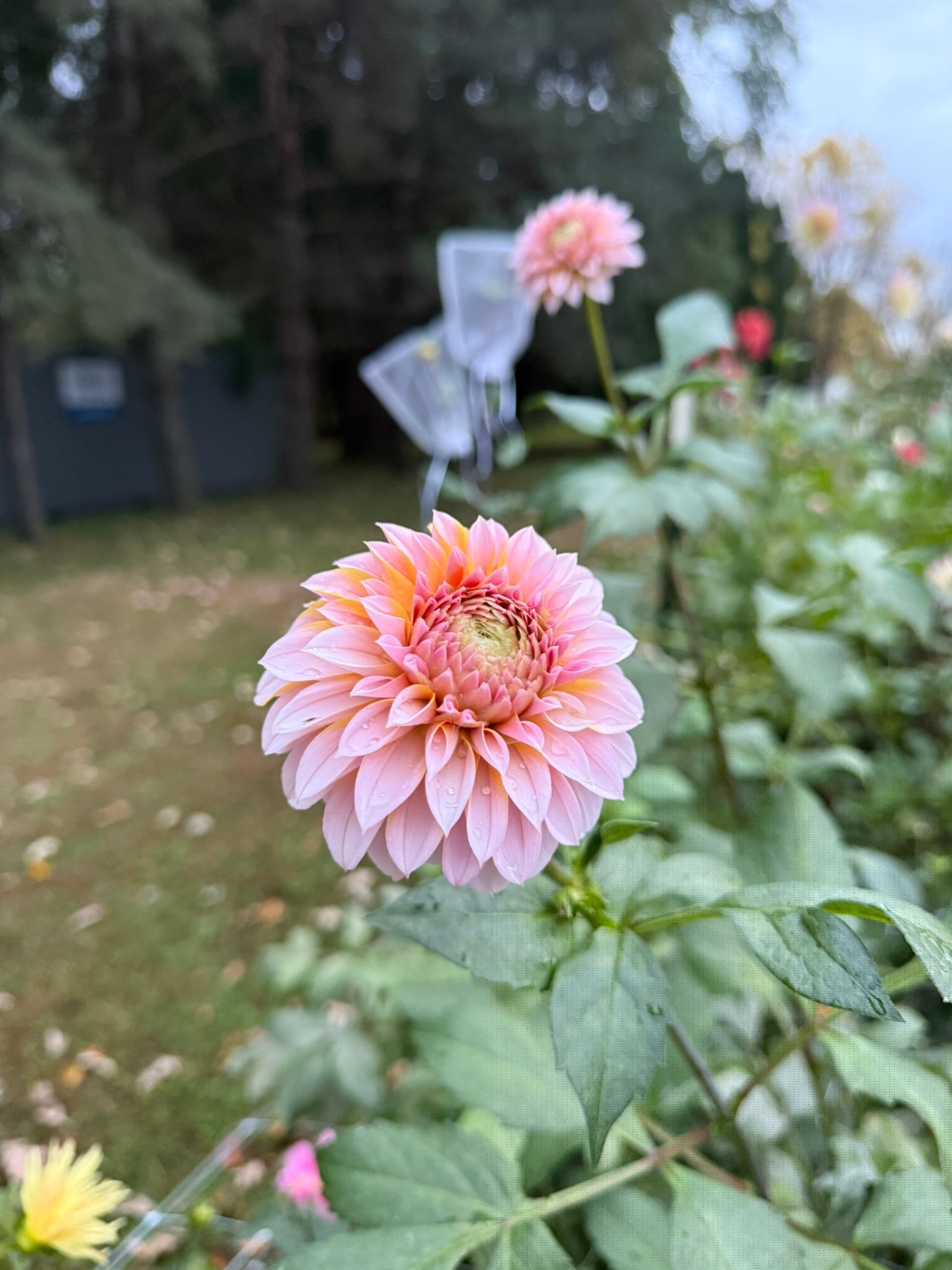 Lee's Evelyn (LIMIT ONE) | The Ever Lea | a flower farm