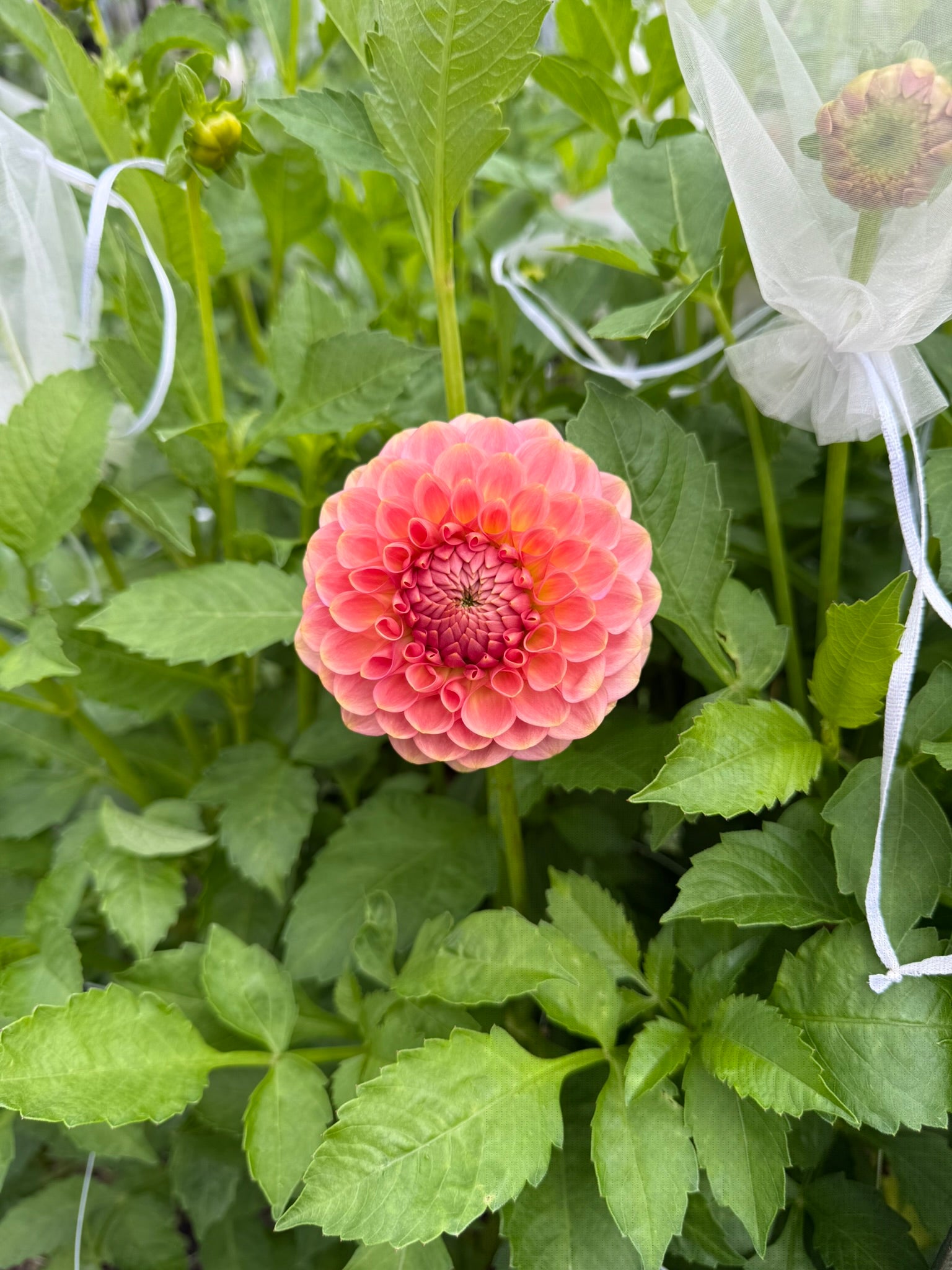20th Ave Softer Peach dahlia | The Ever Lea | a flower farm