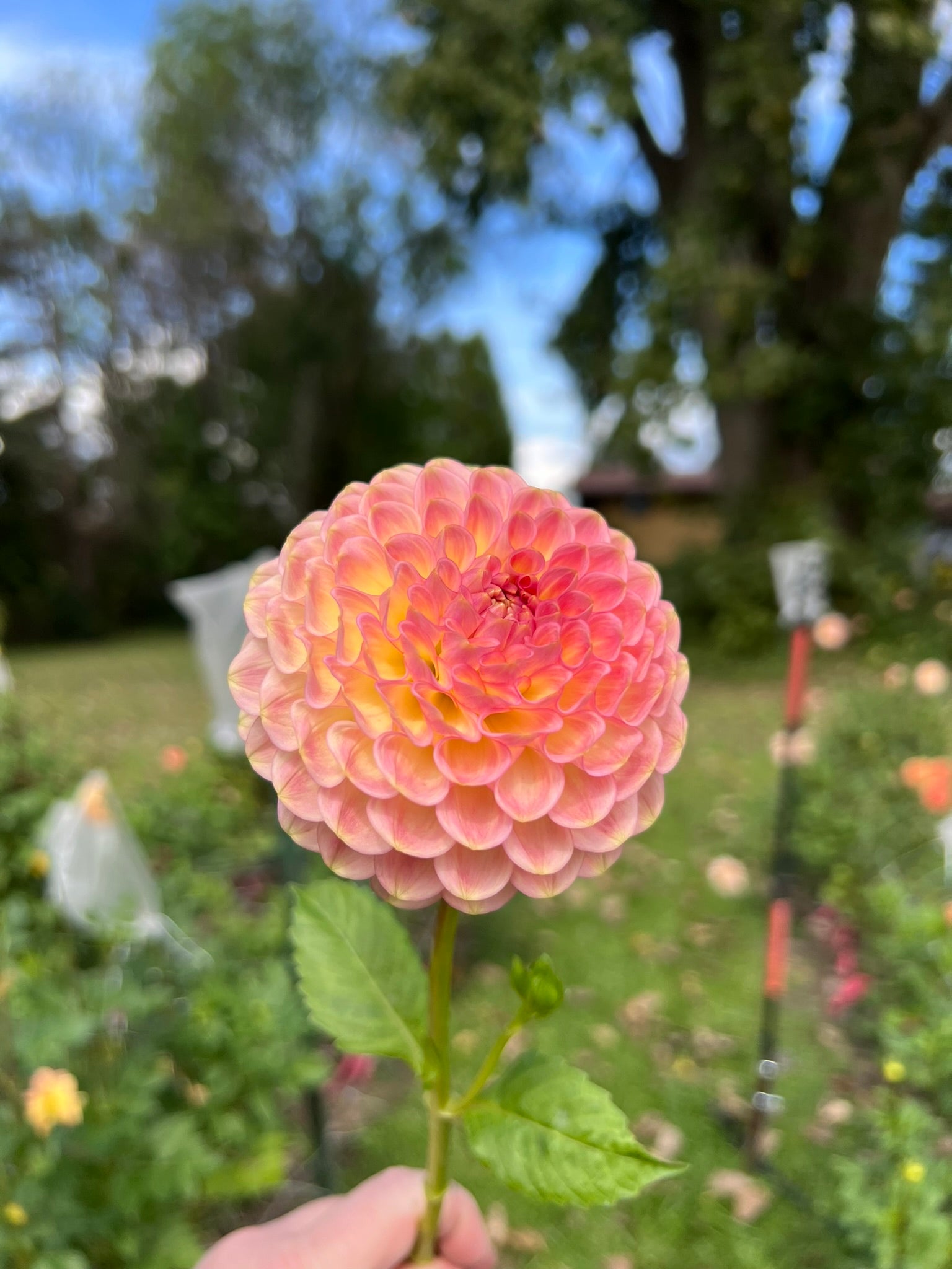 20th Ave Softer Peach dahlia | The Ever Lea | a flower farm