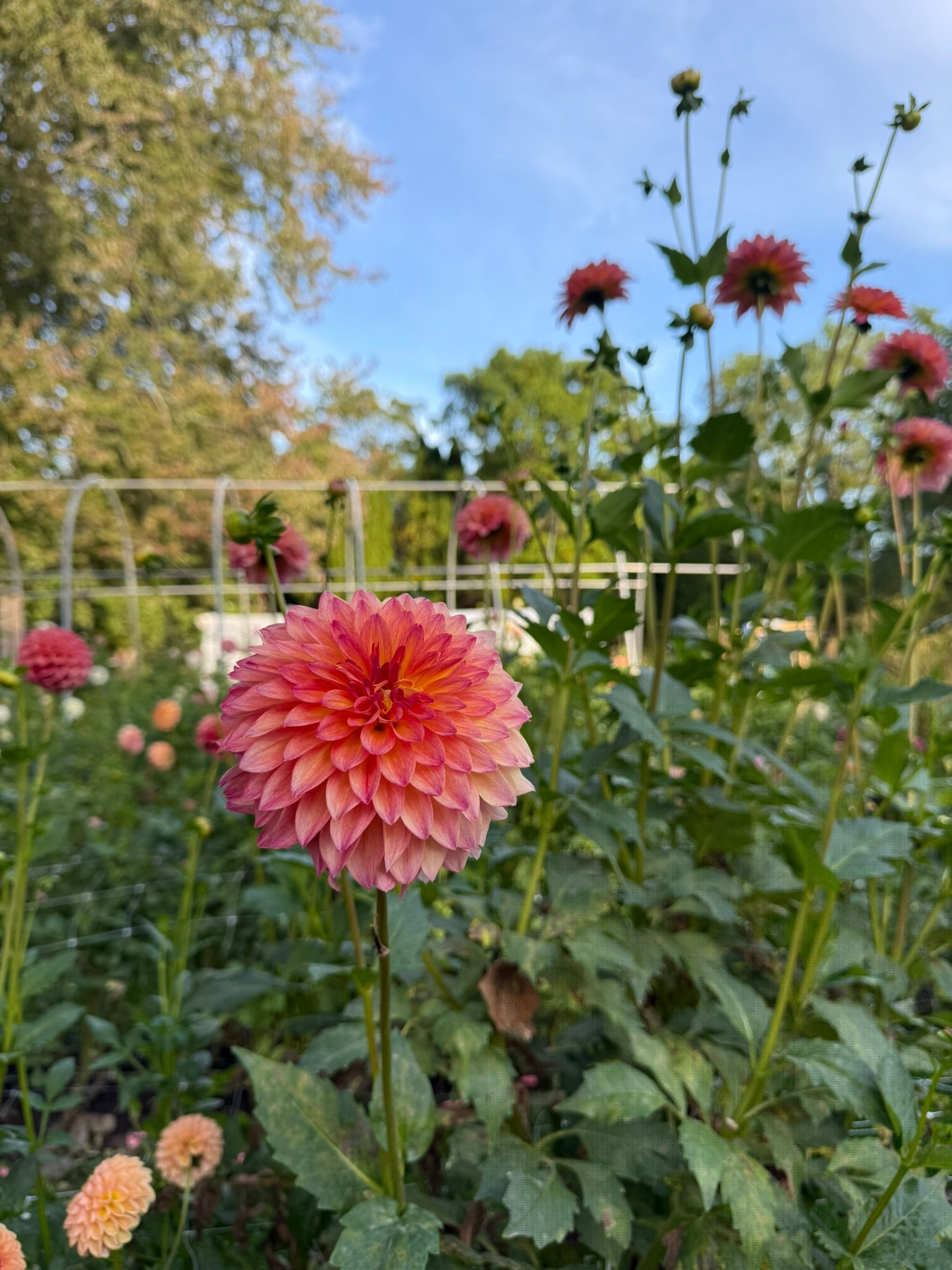 September Morn dahlia tubers | The Ever Lea | a flower farm