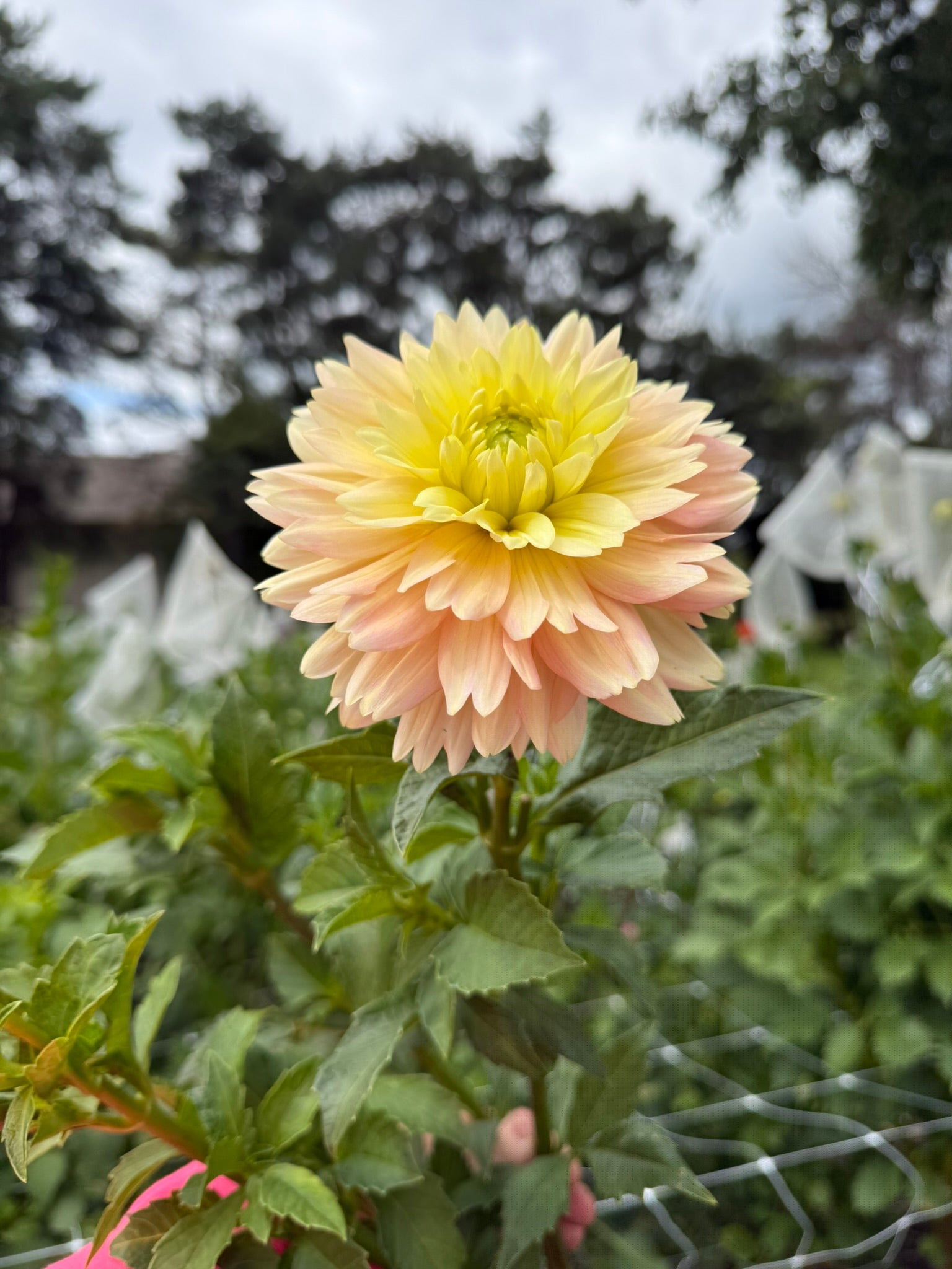 Verkist Tranquility dahlia | The Ever Lea | a flower farm