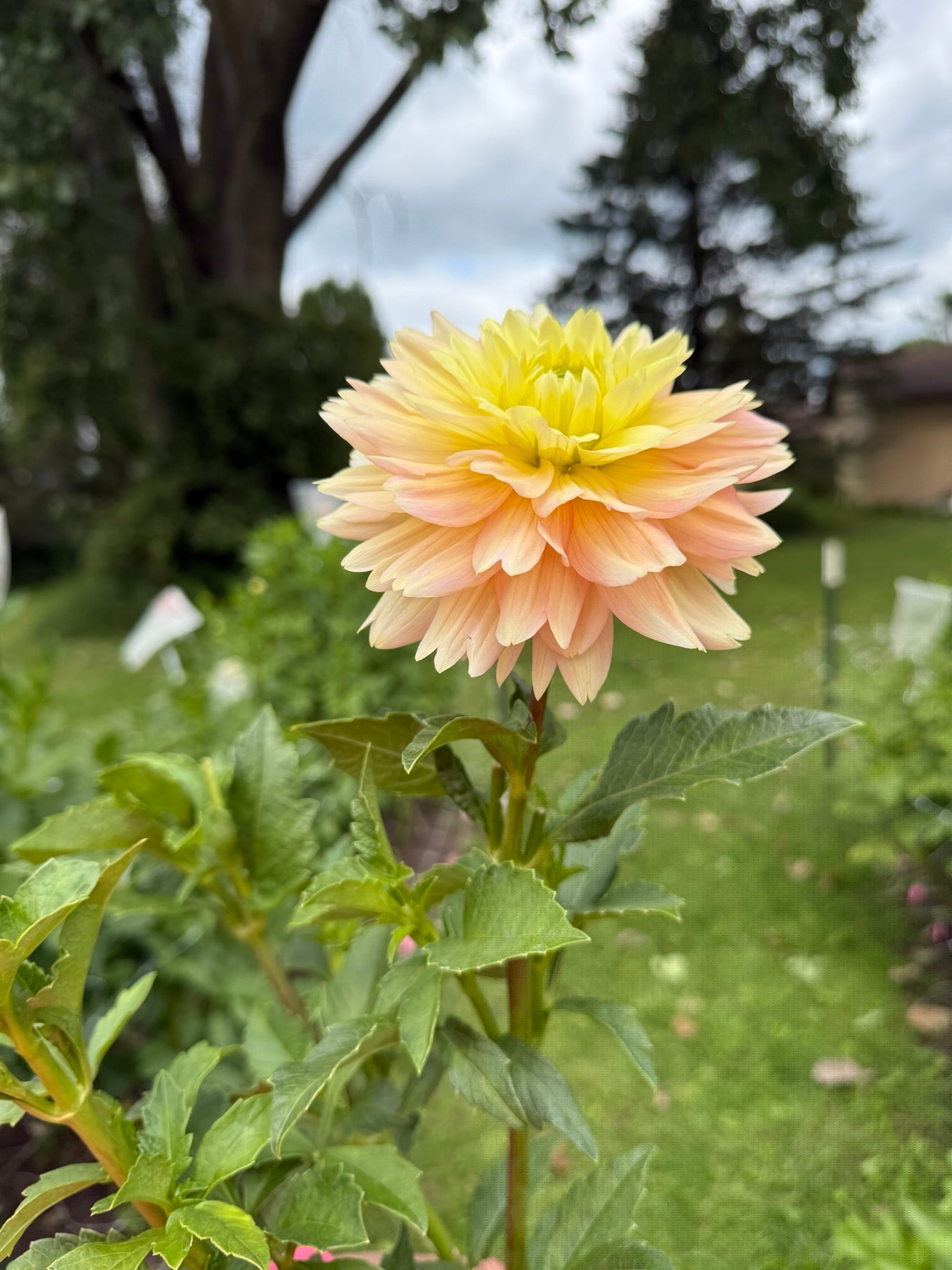 Verkist Tranquility dahlia | The Ever Lea | a flower farm