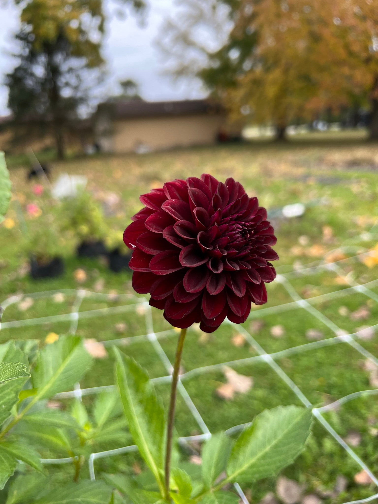 Shadow Cat dahlia | The Ever Lea | a flower farm
