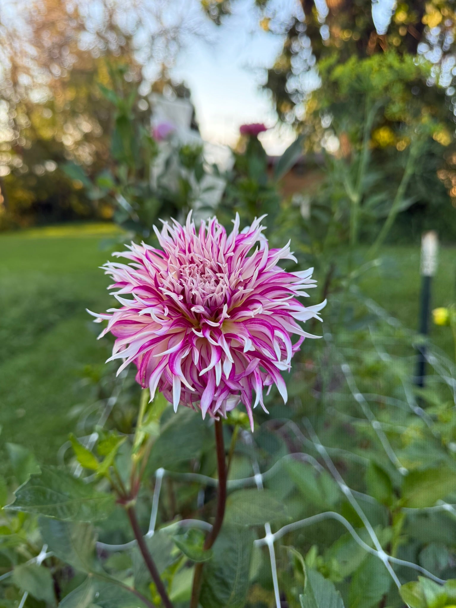 Tahoma Tempest | The Ever Lea | a flower farm