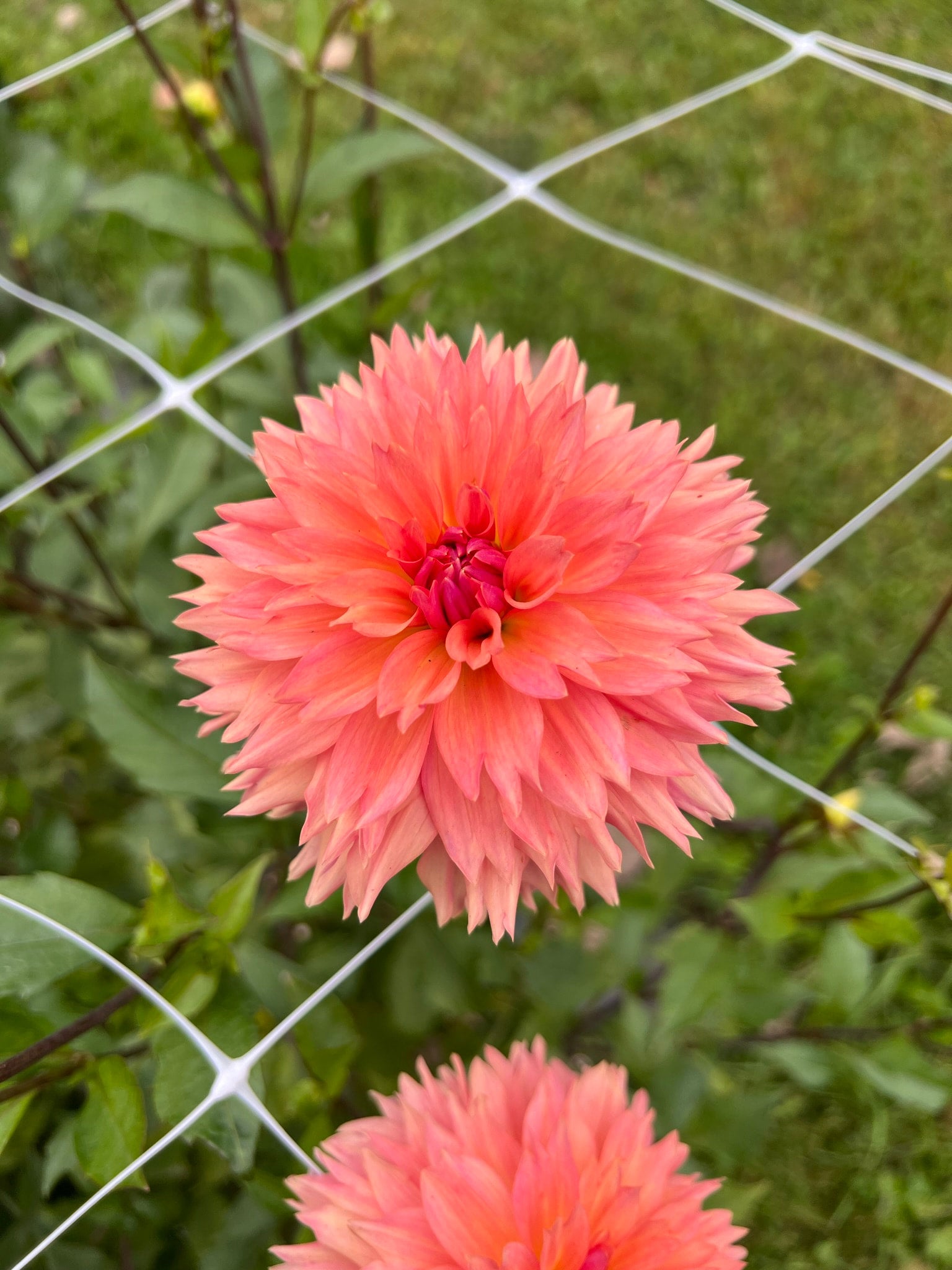 Smokee Gal dahlia tubers | The Ever Lea | a flower farm
