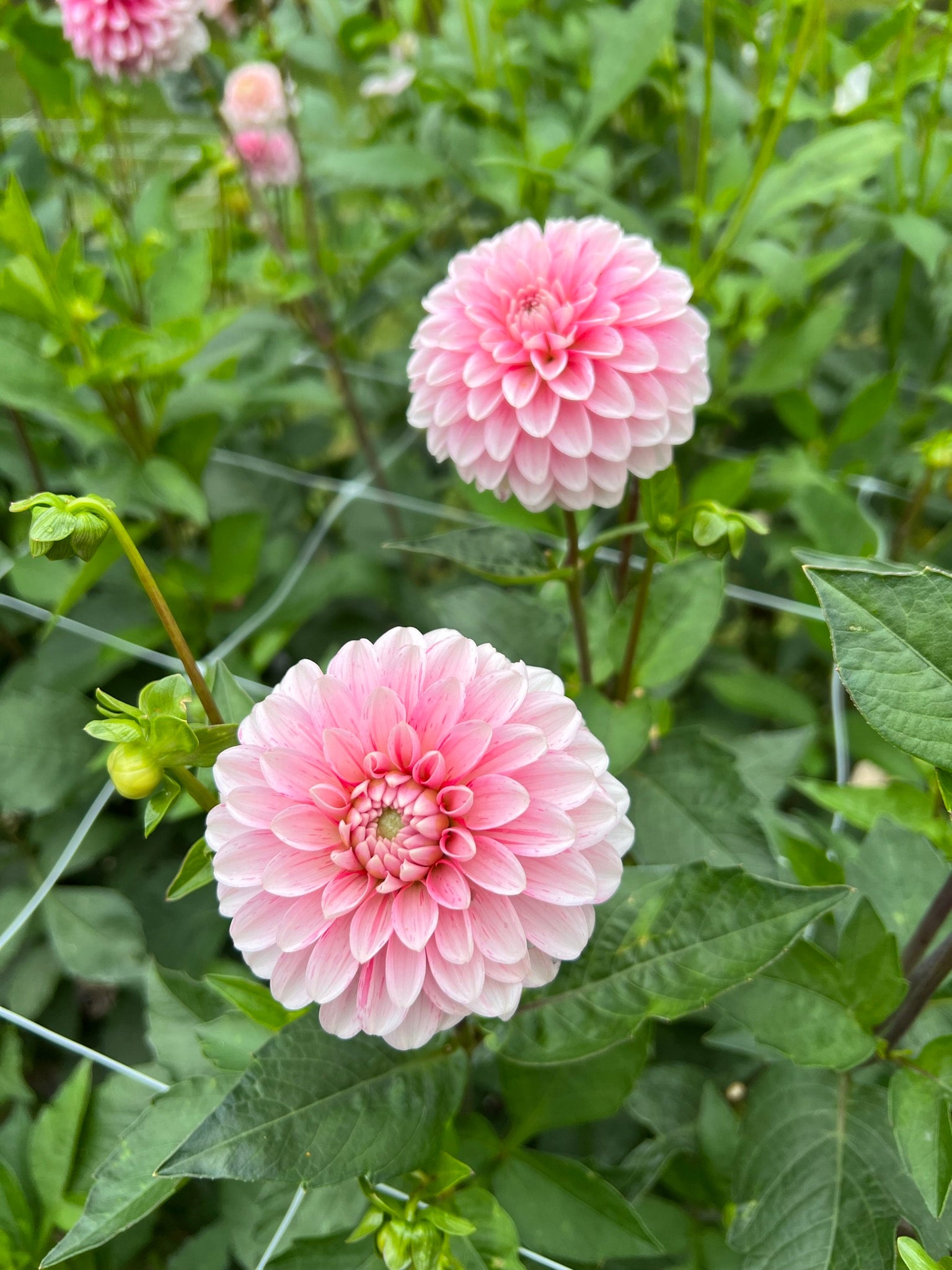 Strawberry n Cream dahlia tubers | The Ever Lea | a flower farm