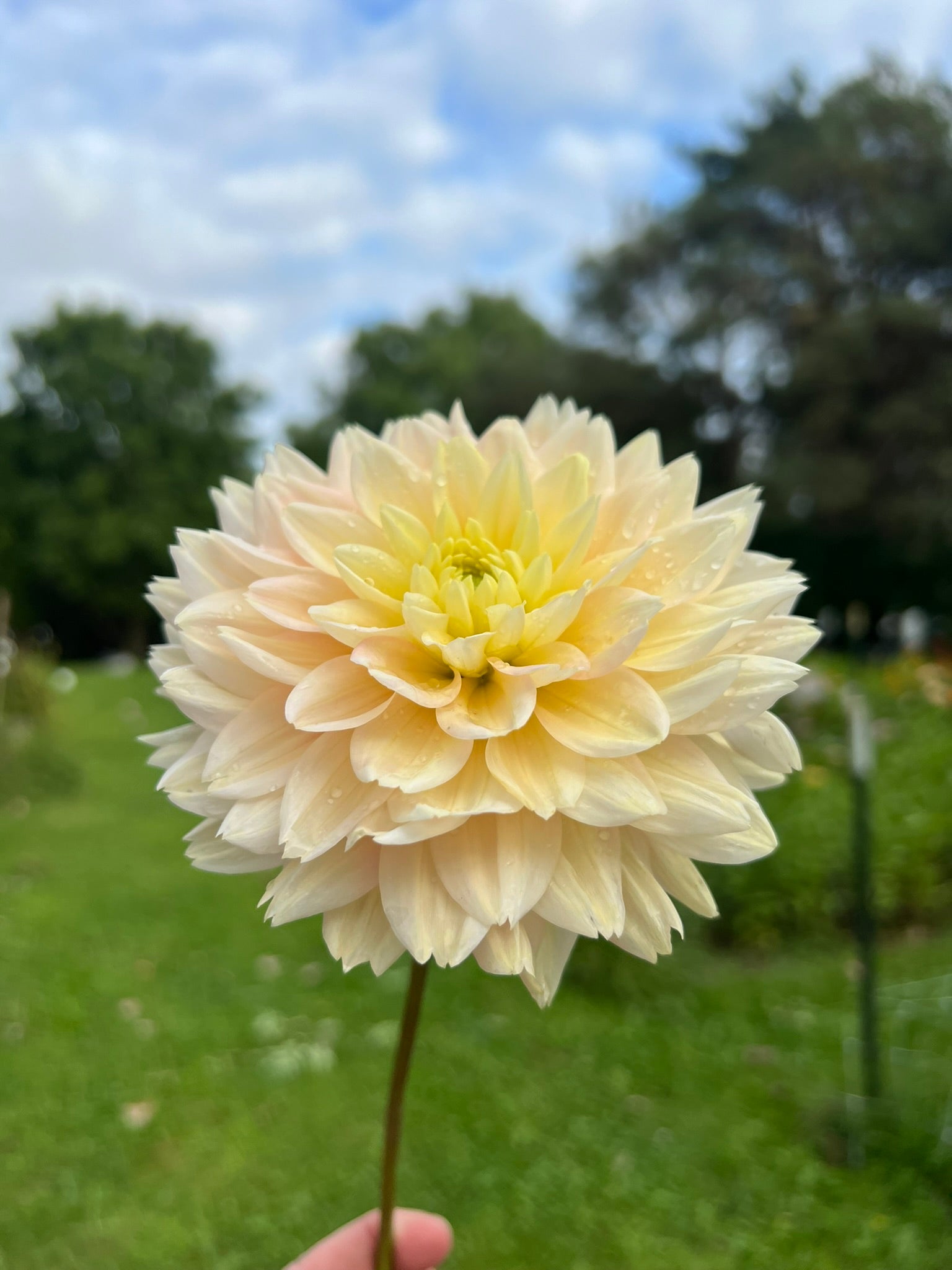 Verkist Tranquility dahlia | The Ever Lea | a flower farm