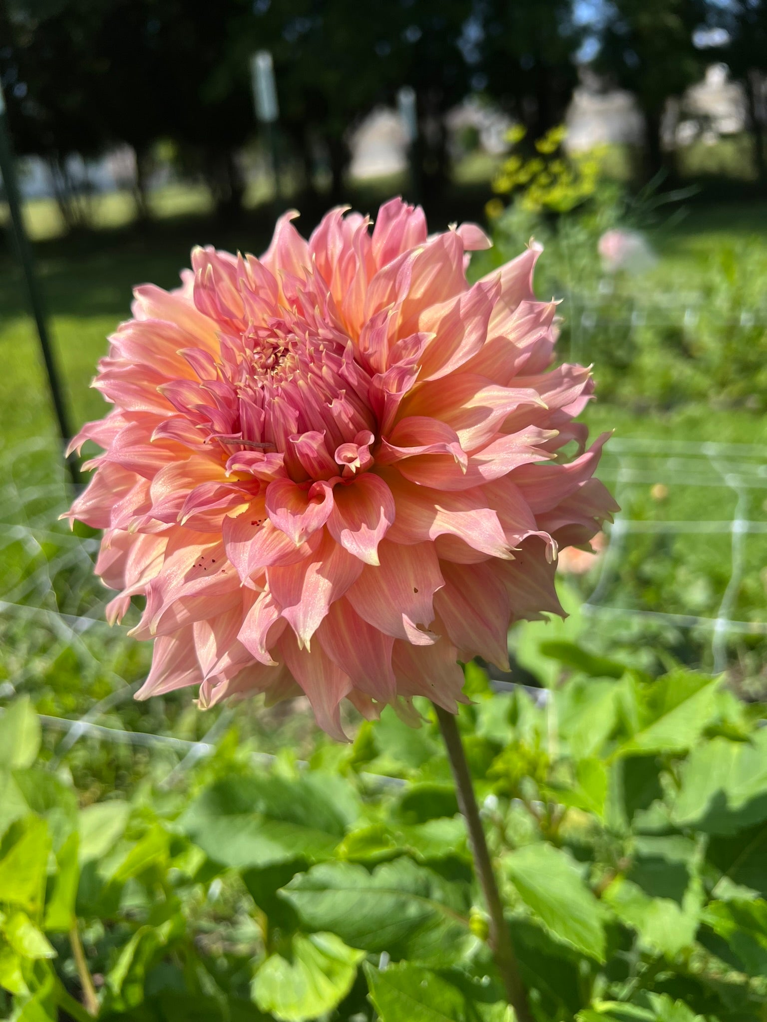 Summer Rain (LIMIT ONE) | The Ever Lea | a flower farm