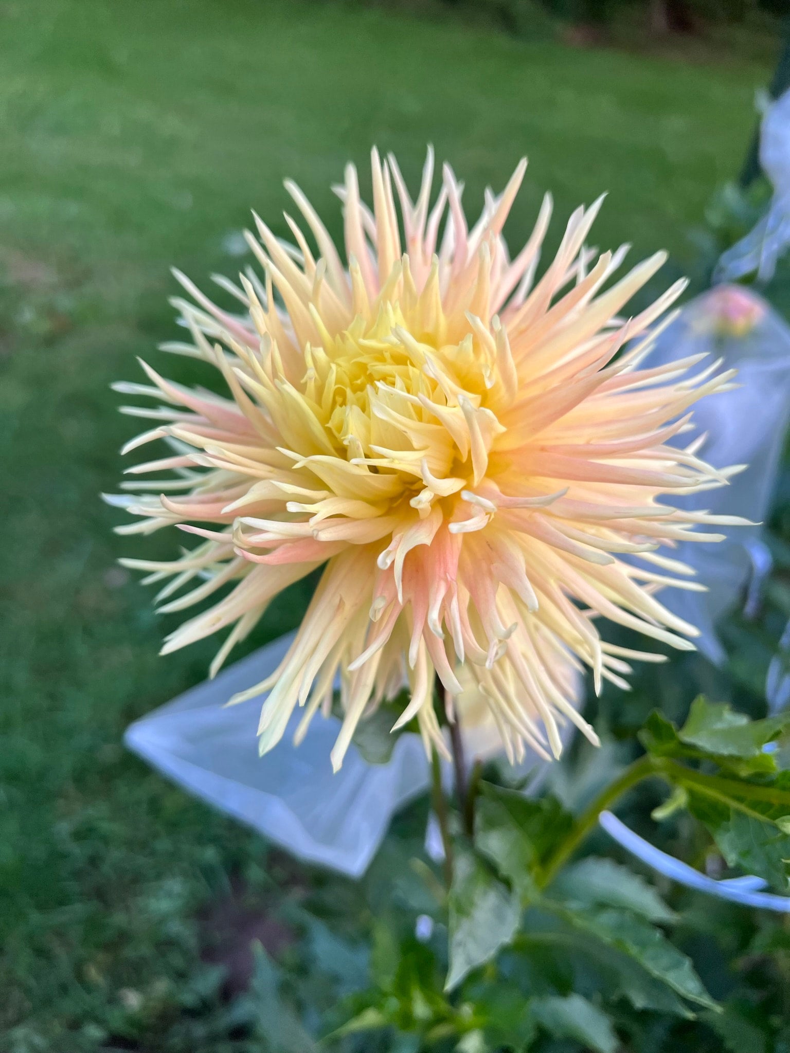 Tahoma lemon Tree Dahlia Tubers | The Ever Lea | a flower farm