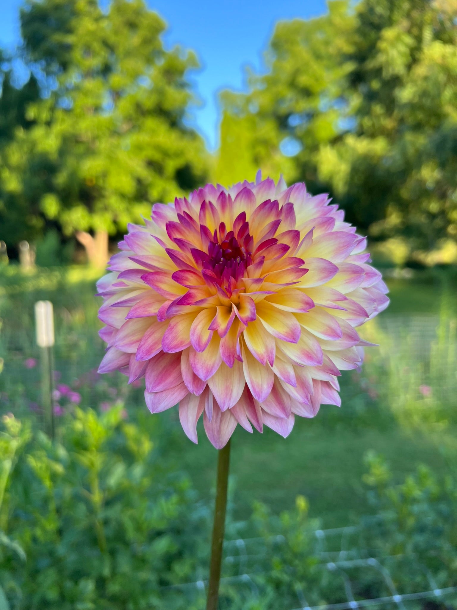 September Morn dahlia tubers | The Ever Lea | a flower farm