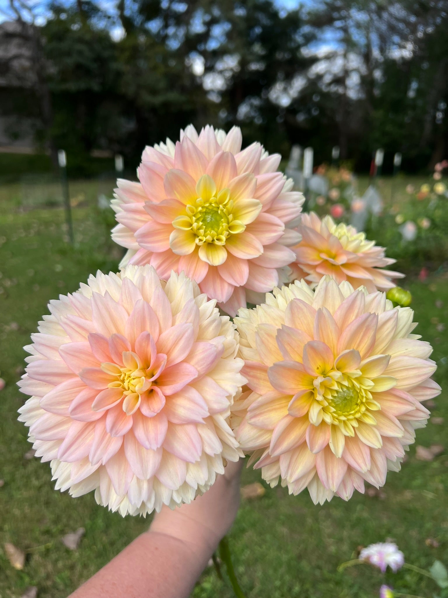 Verkist Tranquility dahlia | The Ever Lea | a flower farm