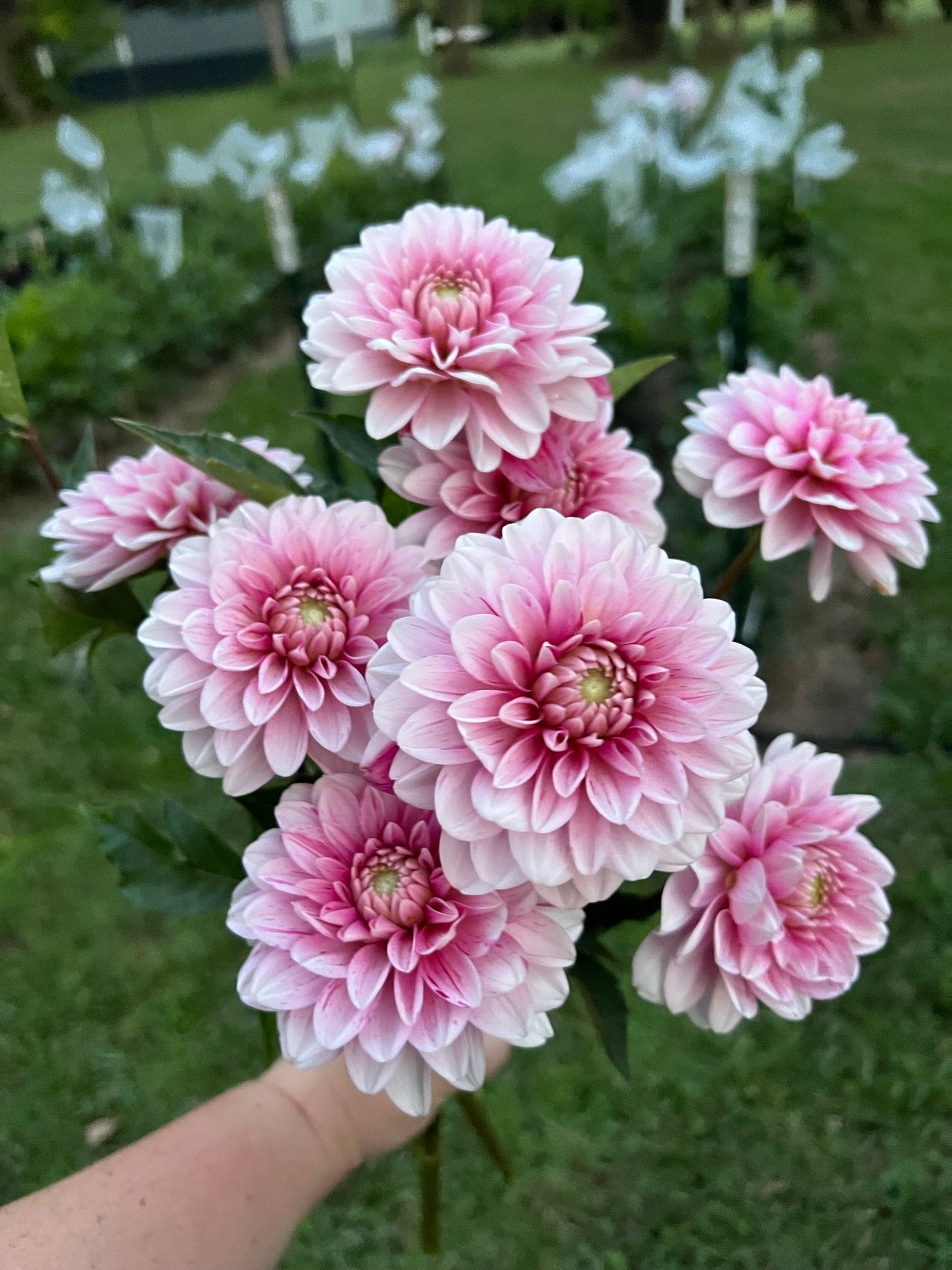 Strawberry n Cream dahlia tubers | The Ever Lea | a flower farm