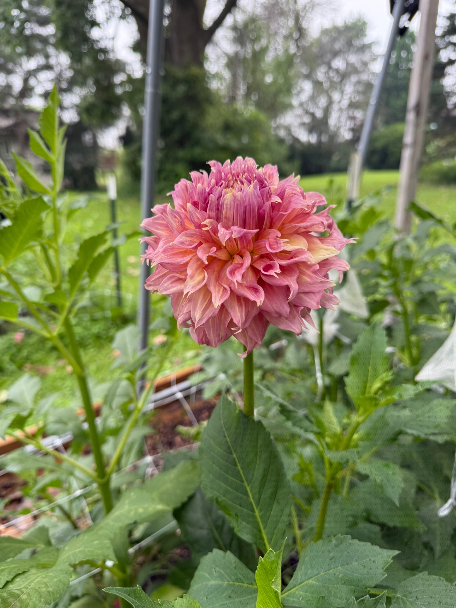 Summer Rain (LIMIT ONE) | The Ever Lea | a flower farm
