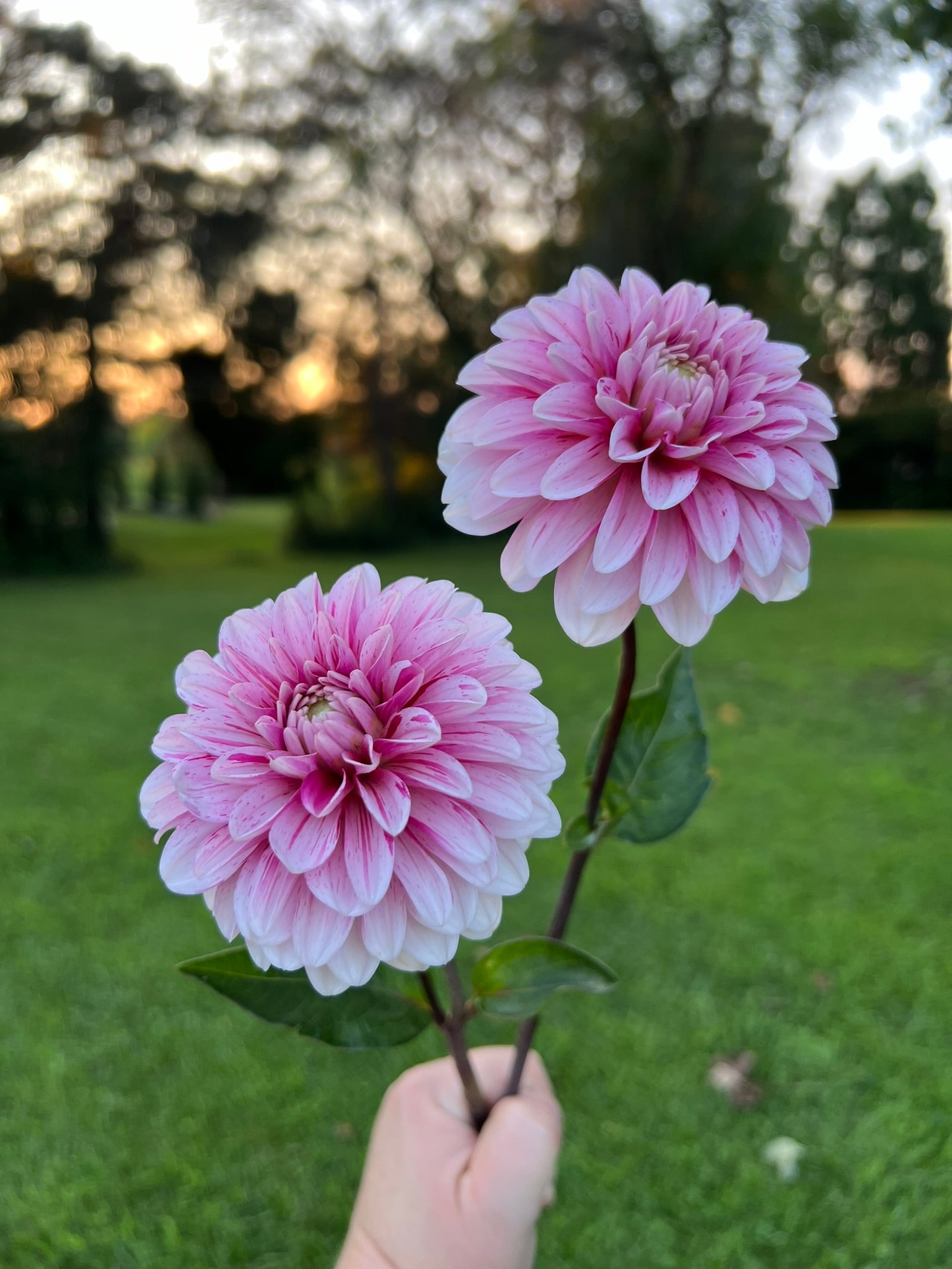 Strawberry n Cream dahlia tubers | The Ever Lea | a flower farm