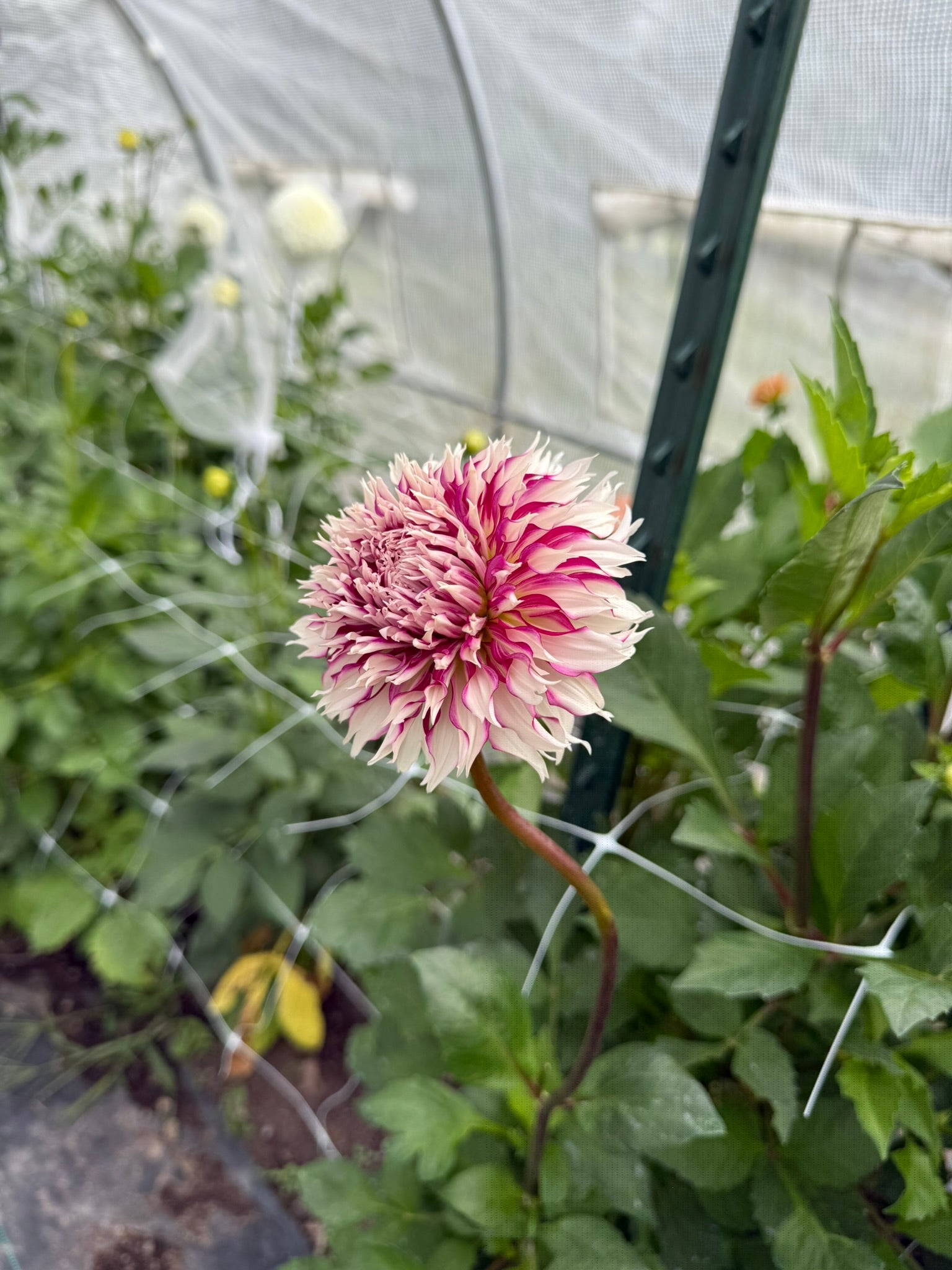 Tahoma Tempest | The Ever Lea | a flower farm
