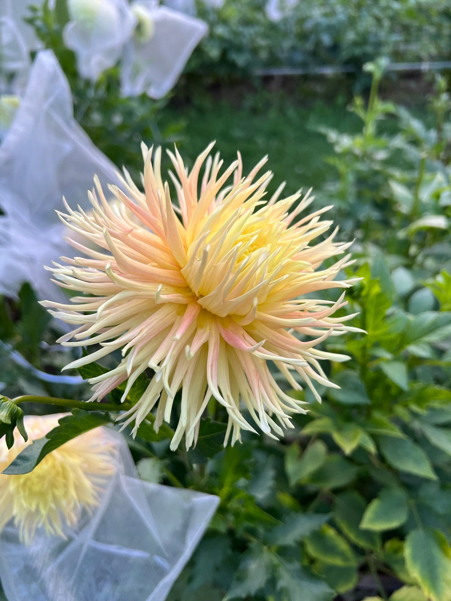 Tahoma lemon Tree Dahlia Tubers | The Ever Lea | a flower farm