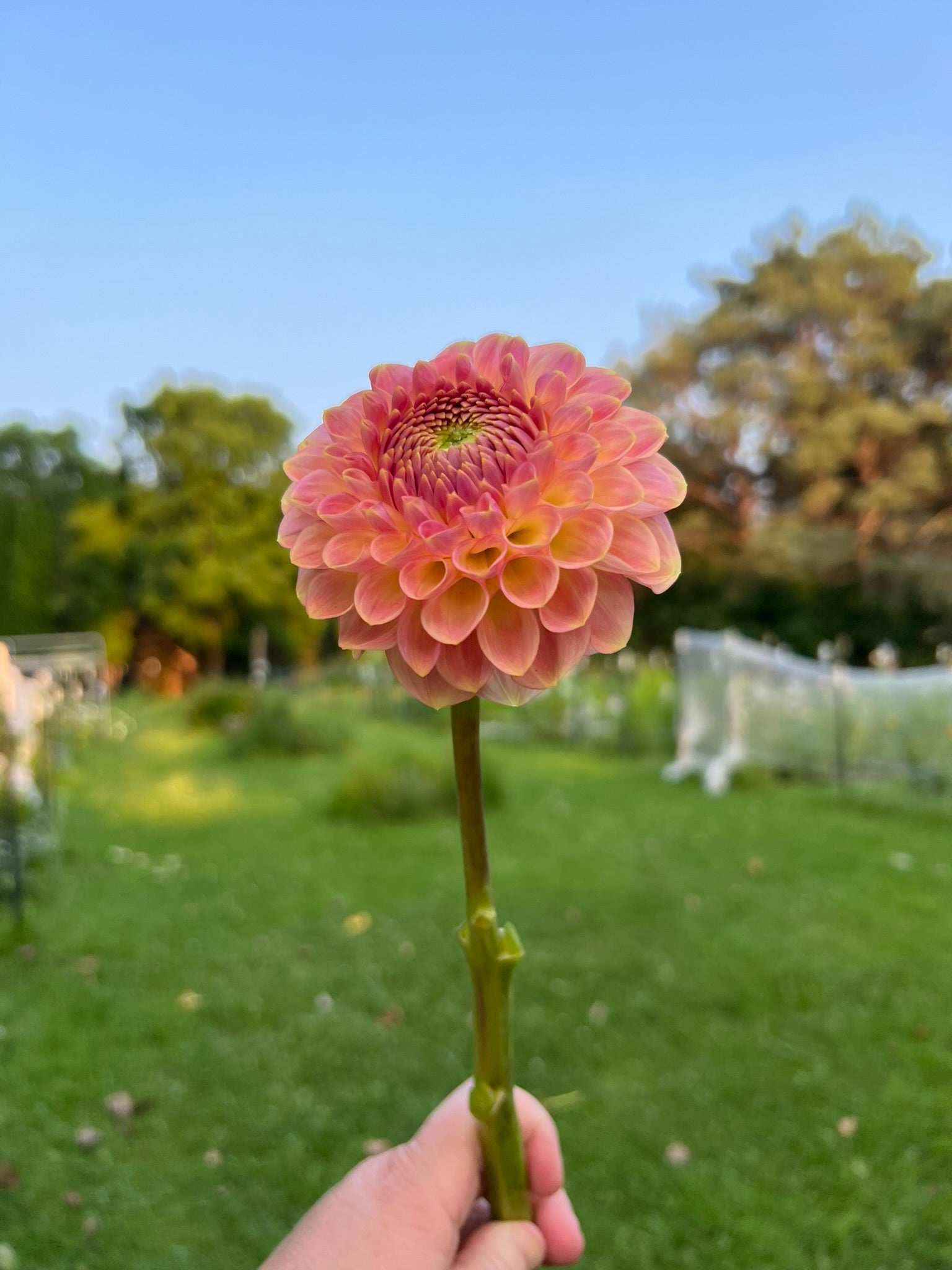 20th Ave Softer Peach dahlia | The Ever Lea | a flower farm