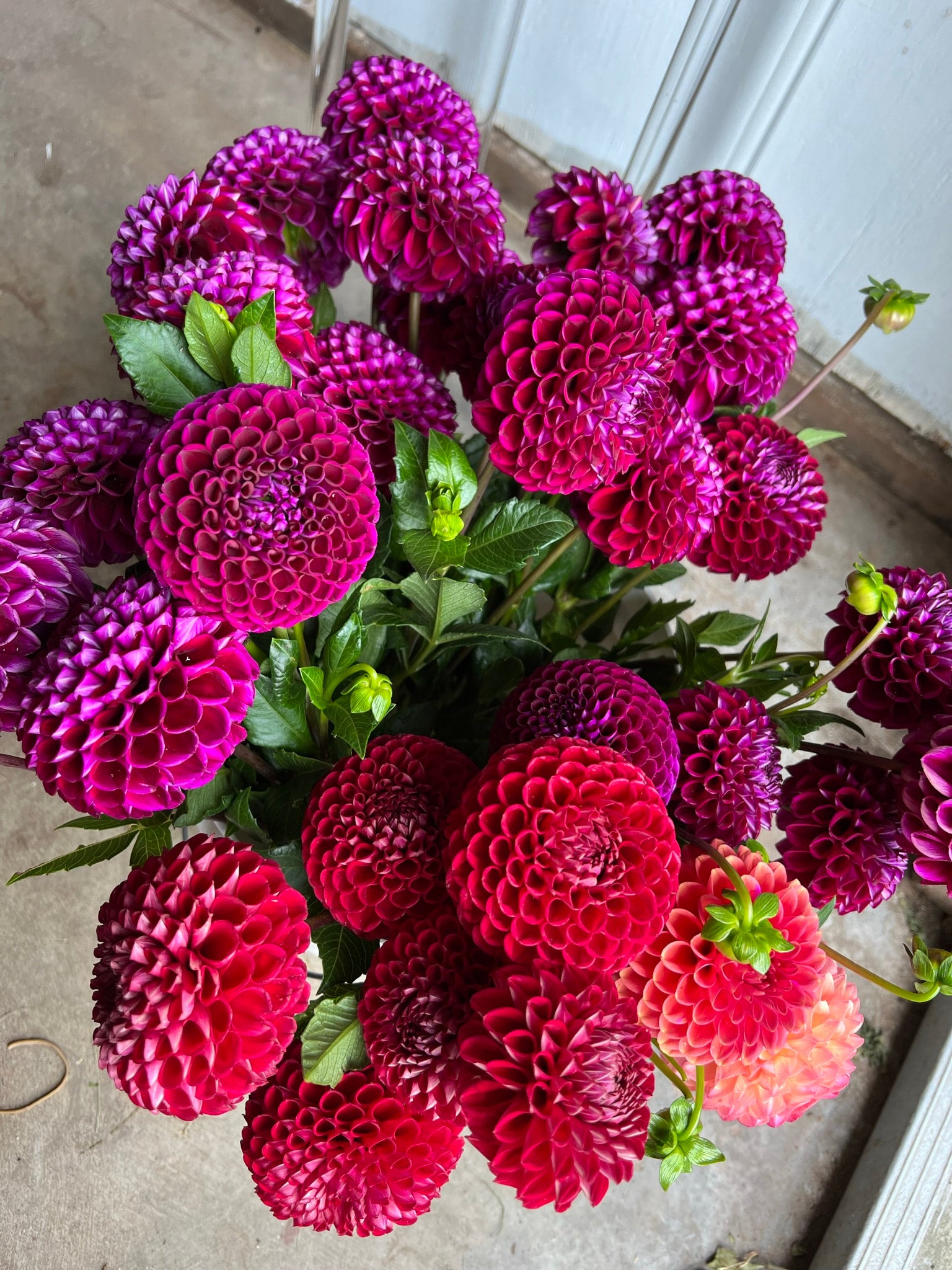 Cut Flower Production Pack dahlias The Ever Lea a flower farm