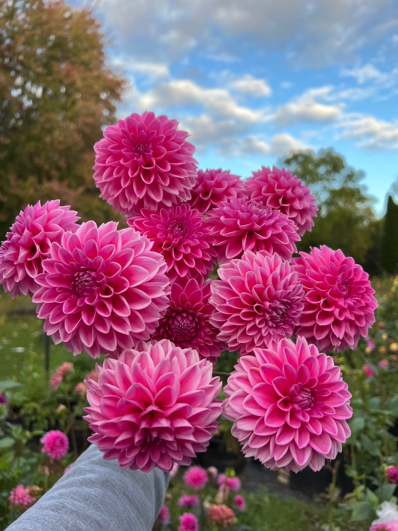 Cut Flower Production Pack dahlias The Ever Lea a flower farm