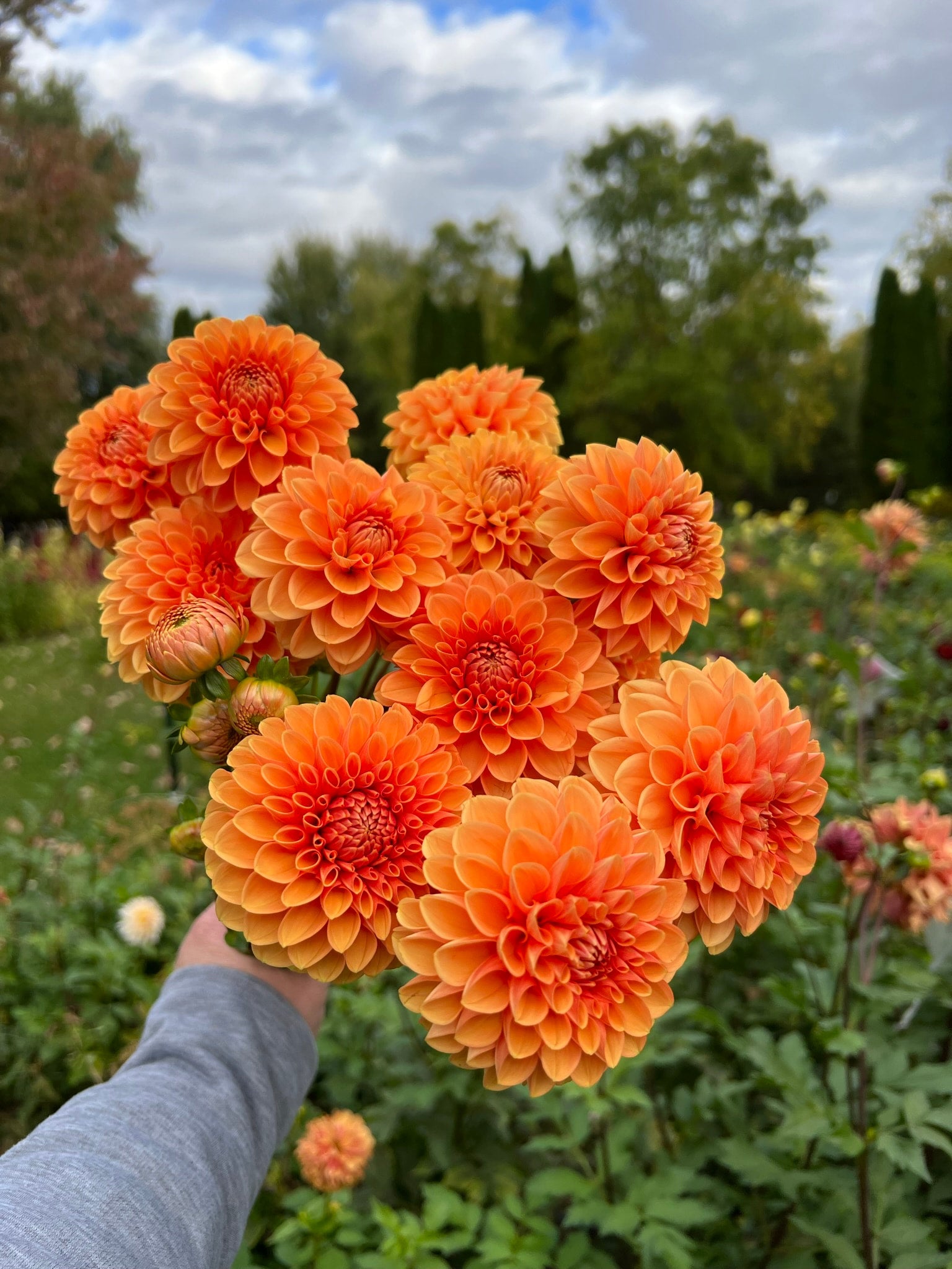 Cut Flower Production Pack dahlias The Ever Lea a flower farm