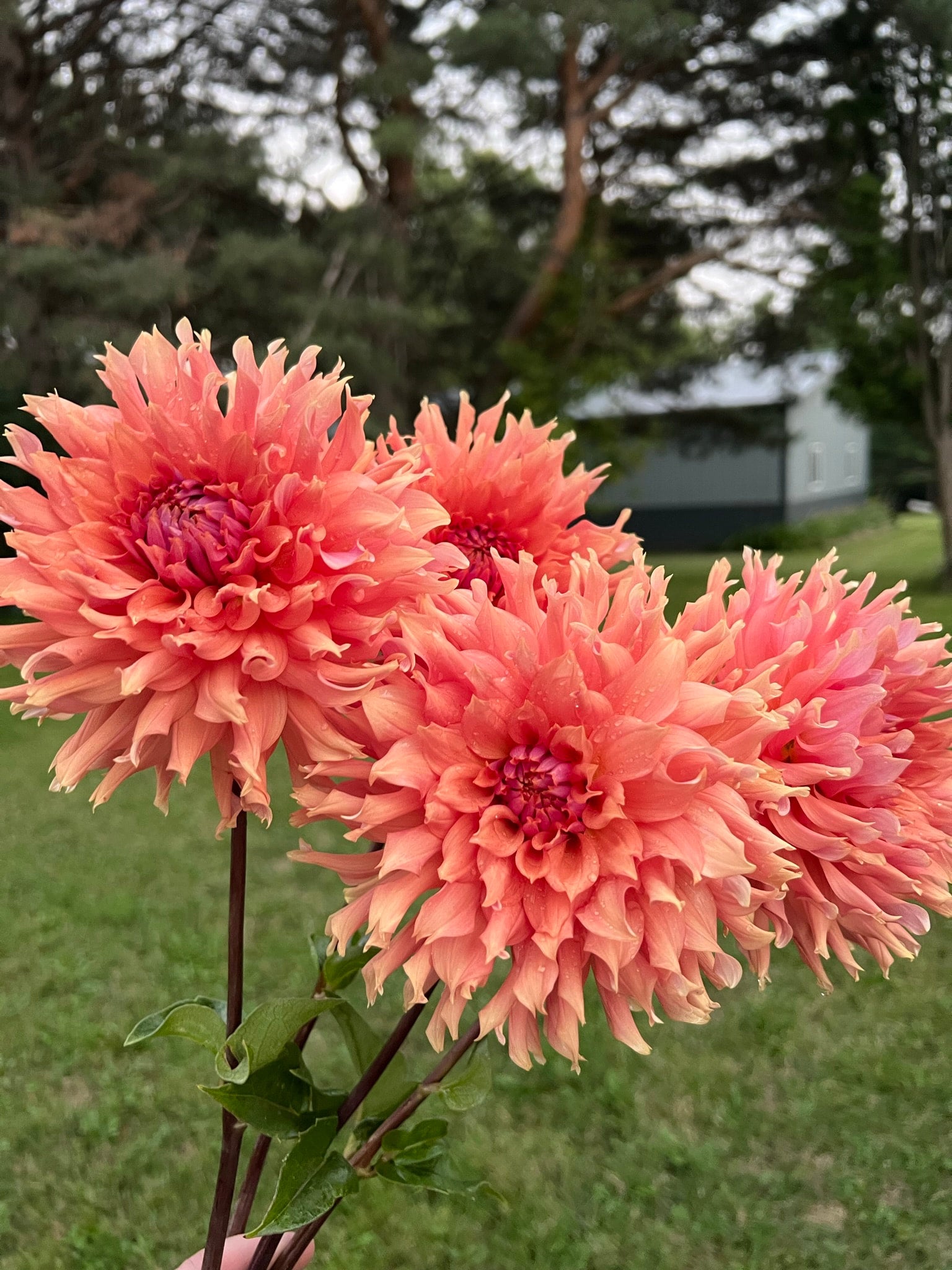 Cut Flower Production Pack dahlias The Ever Lea a flower farm
