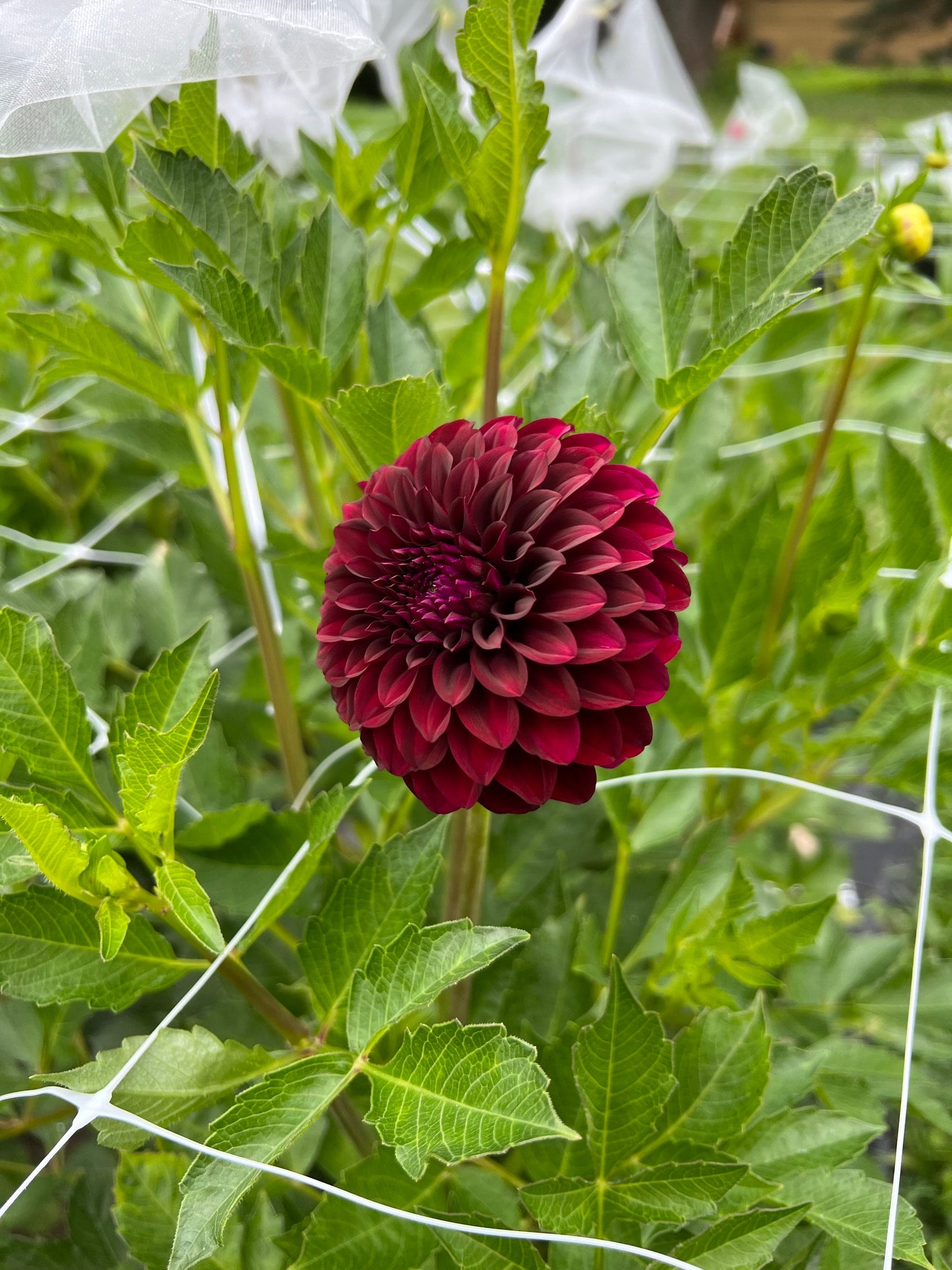 Cut Flower Production Pack dahlias The Ever Lea a flower farm