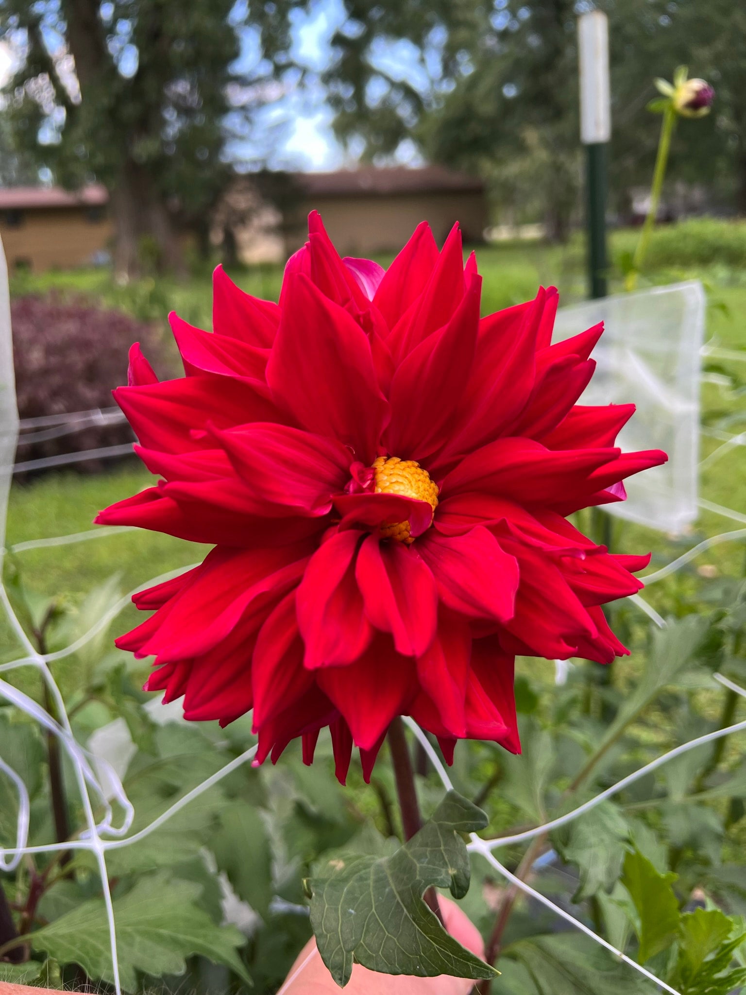 Loverboy dahlia tubers | The Ever Lea | a flower farm