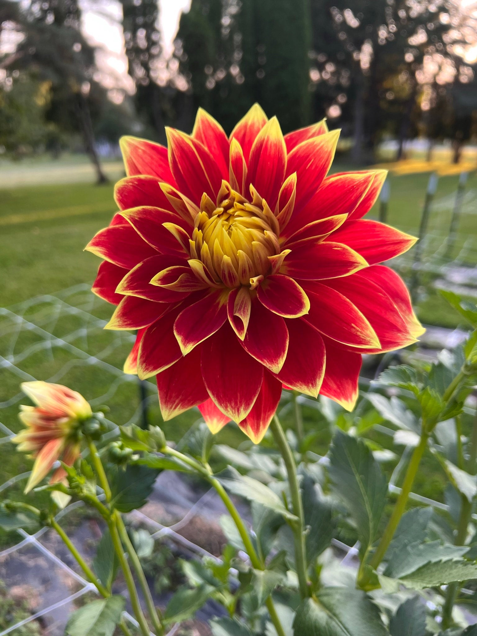 Ketchup & Mustard dahlia tubers | The Ever Lea | a flower farm