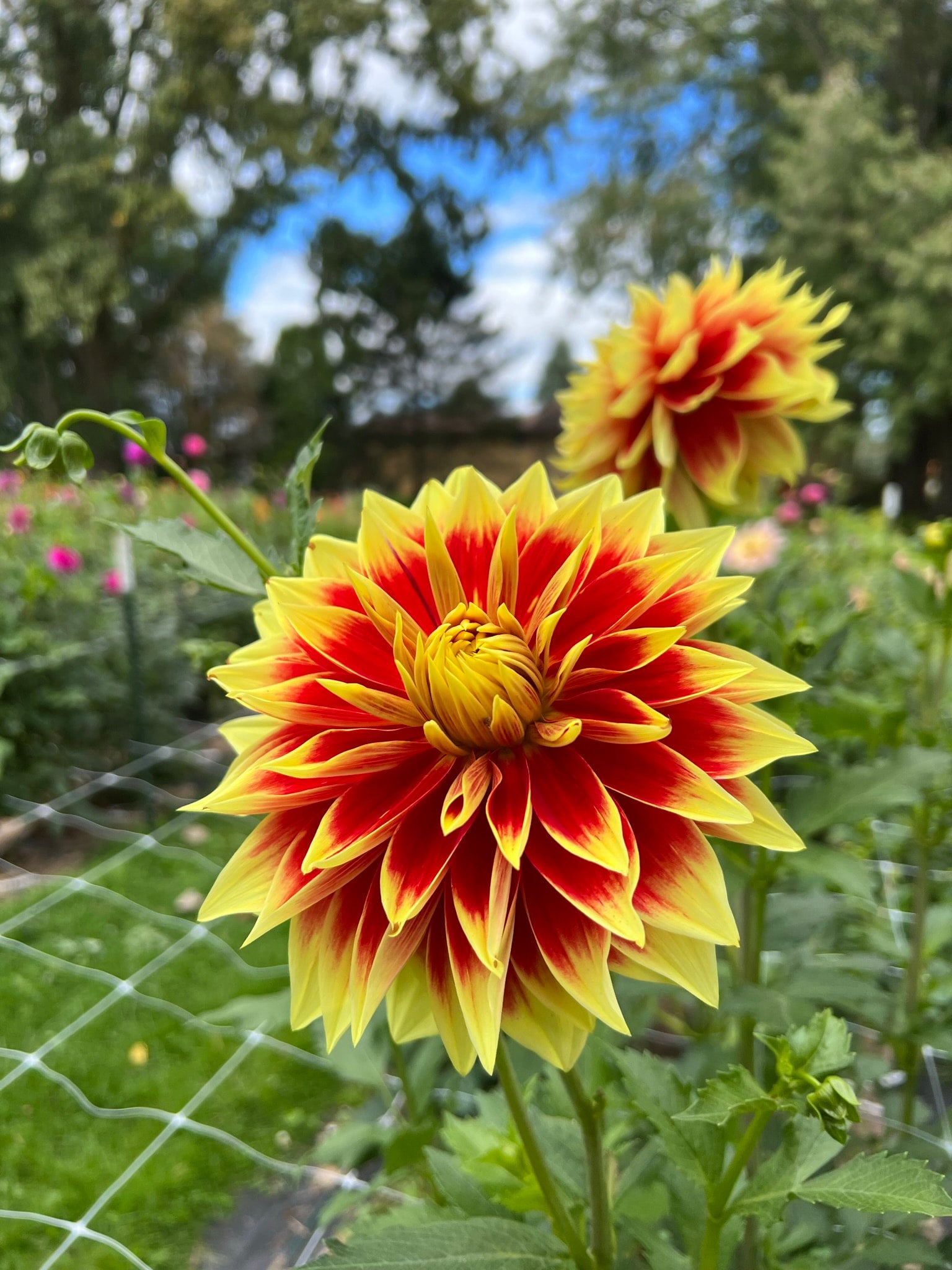Ketchup & Mustard dahlia tubers The Ever Lea a flower farm